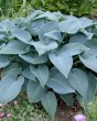Hosta tardiana Halcyon